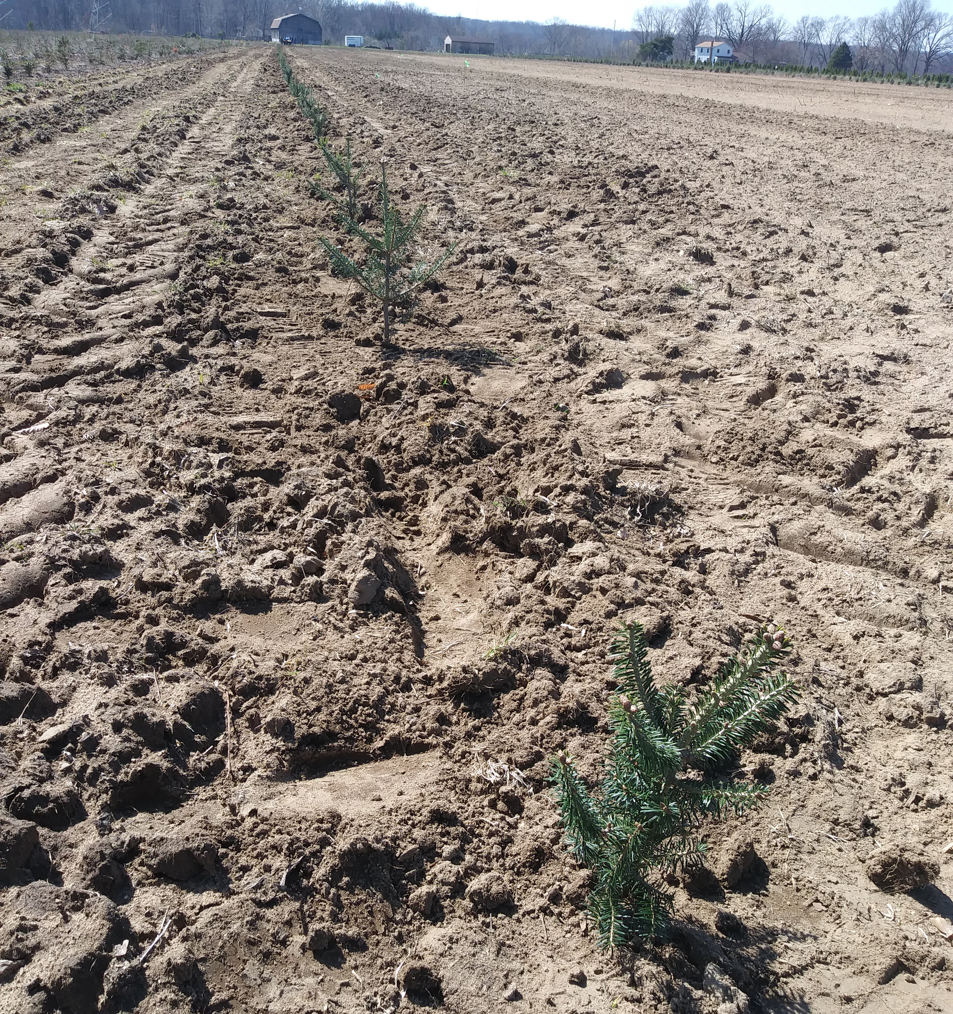 Christmas tree seedlings